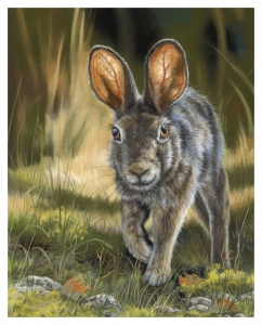 Sunlit Cottontail